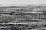 Reeds In Lake Sammamish